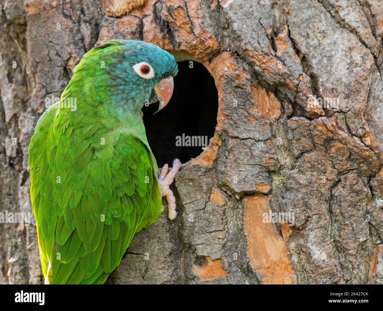 Nido de loros fotografãas e imãgen de alta roluciãn