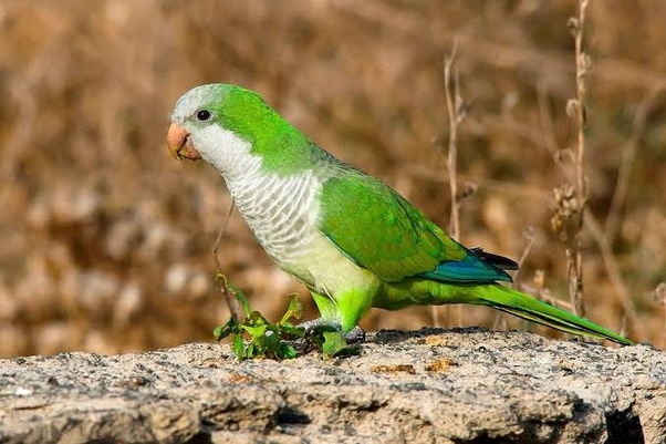 Cuãl la diferencia entre un loro un cotorro y un perico o todos son lo mismo