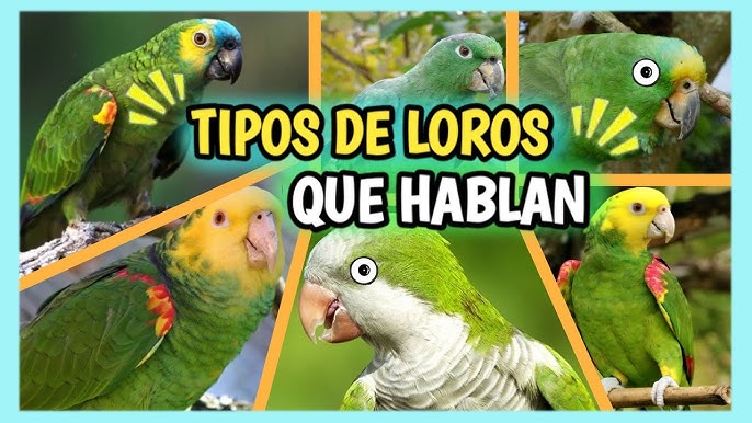 Diferencia entre loro y perico cão distinguirlos es lo iso