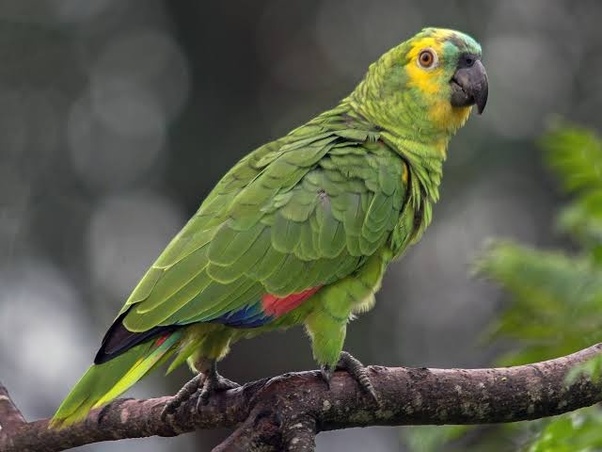 Cuãl la diferencia entre un loro un cotorro y un perico o todos son lo mismo