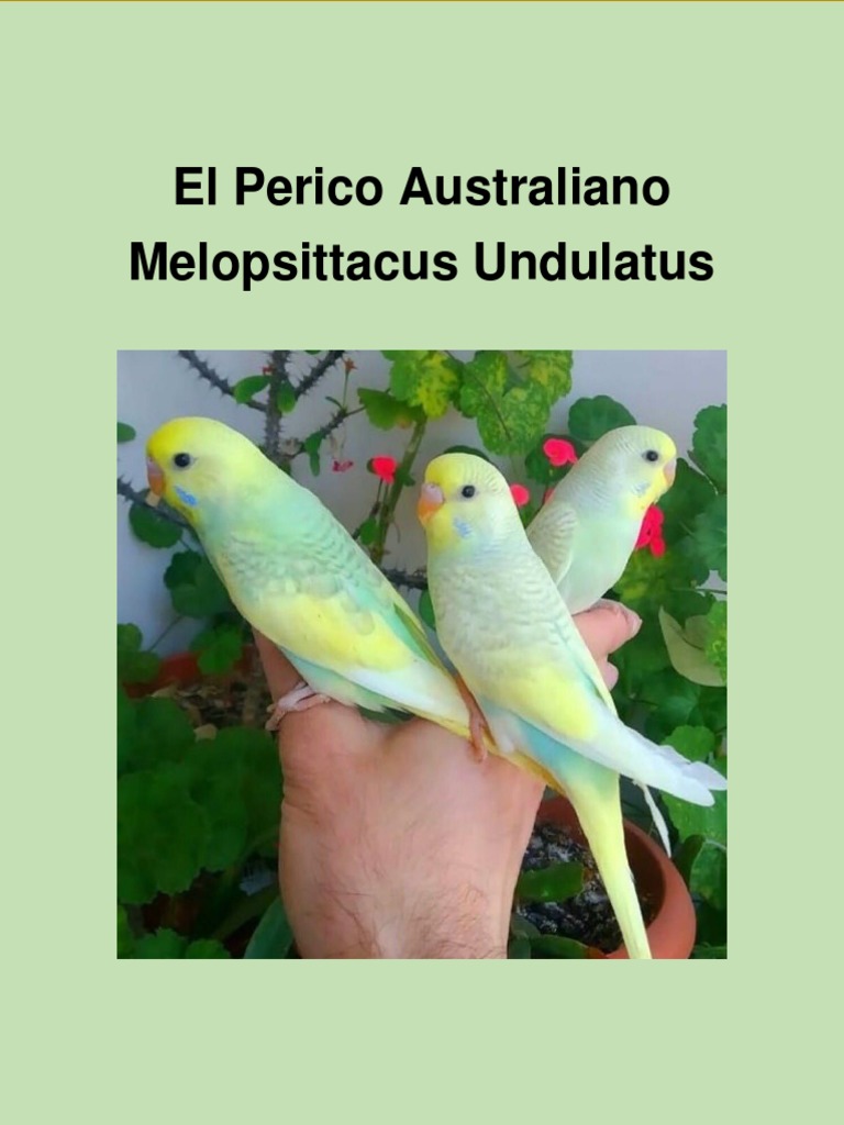 El perico australiano pdf pluma sistema digtivo humano