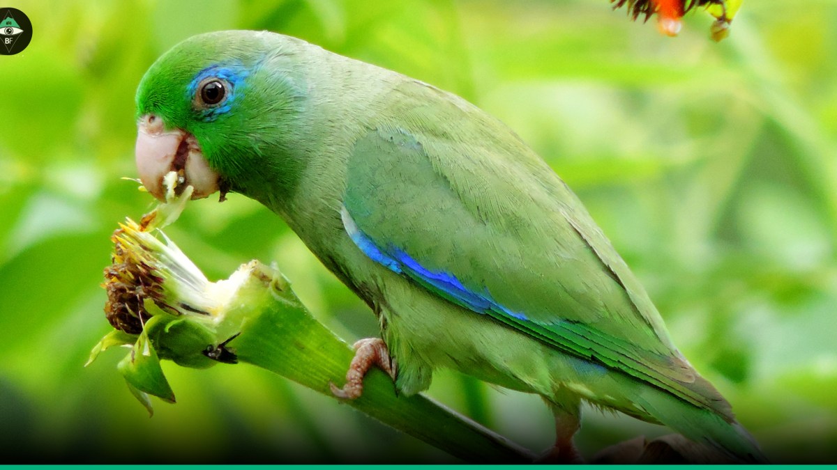 Forpus conspicillatus periquito de anteojos