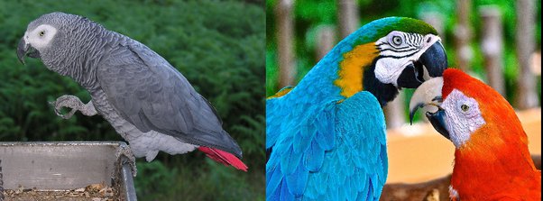 Cuãl la diferencia entre un loro un cotorro y un perico o todos son lo mismo