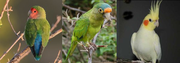 Cuãl la diferencia entre un loro un cotorro y un perico o todos son lo mismo