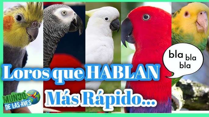 Diferencia entre loro y perico cão distinguirlos es lo iso