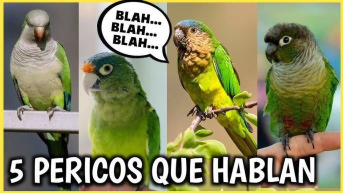 Diferencia entre loro y perico cão distinguirlos es lo iso