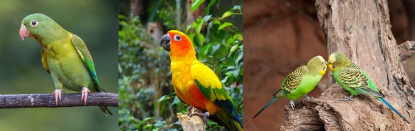 Cuãl la diferencia entre un loro un cotorro y un perico o todos son lo mismo