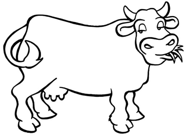 Dairy cow chewing grass coloring pages cow coloring pages coloring pages dairy cows