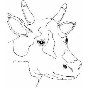 Spotty cow head coloring page cow coloring pages cow colour coloring pages