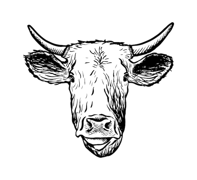 Cow head drawing images