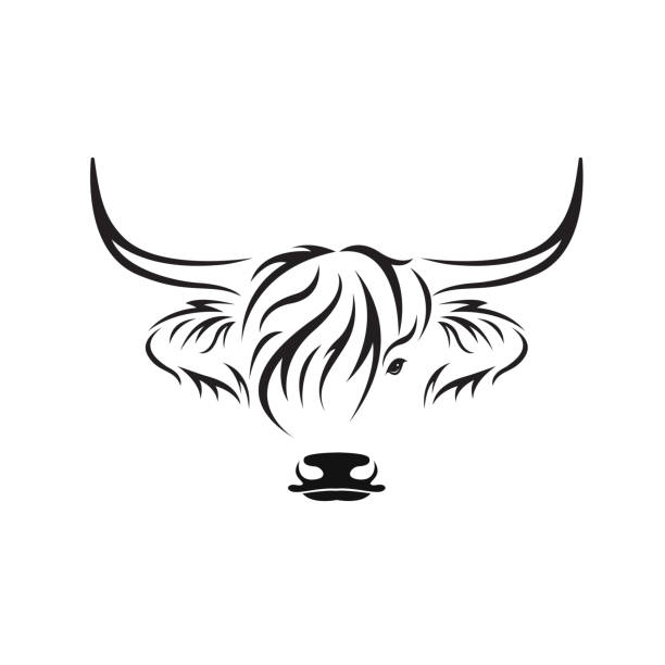 Highland cow stock illustrations royalty