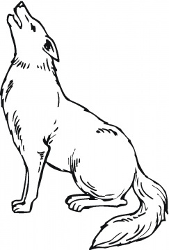 Coyote coloring pages supercoloring coyote drawing animal coloring pages animal drawings