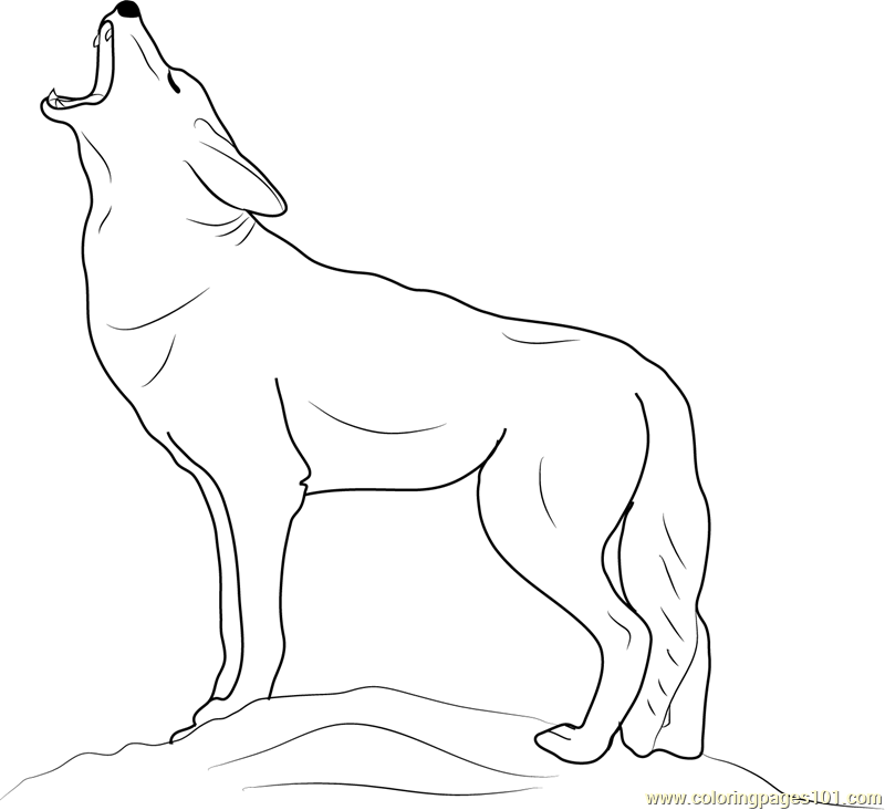 Coyote howling coloring page for kids