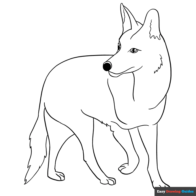 Coyote coloring page easy drawing guides