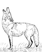 Coyote coloring pages free coloring pages
