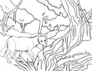 Coloring pages of coyote coloring pages animal coloring pages coloring pages for kids