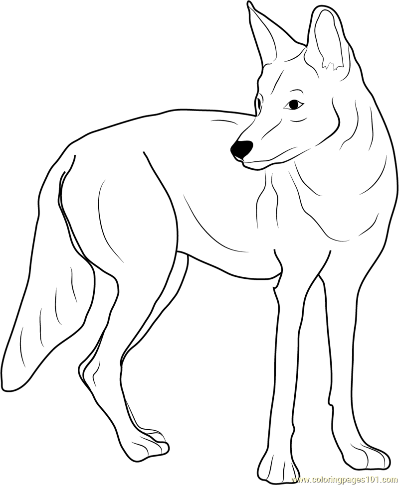 Western coyote coloring page for kids