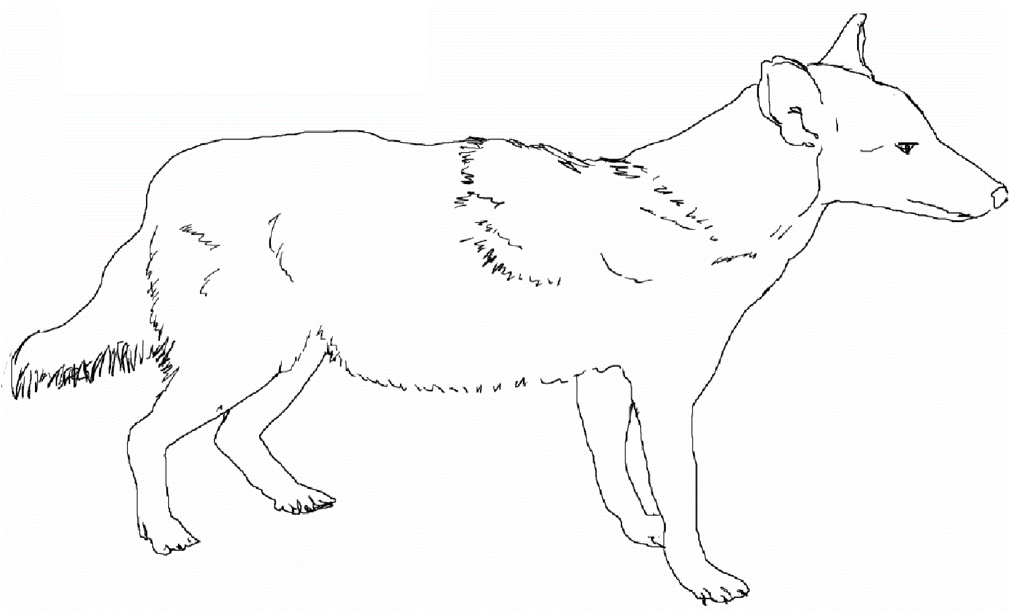Free printable coyote coloring pages for kids