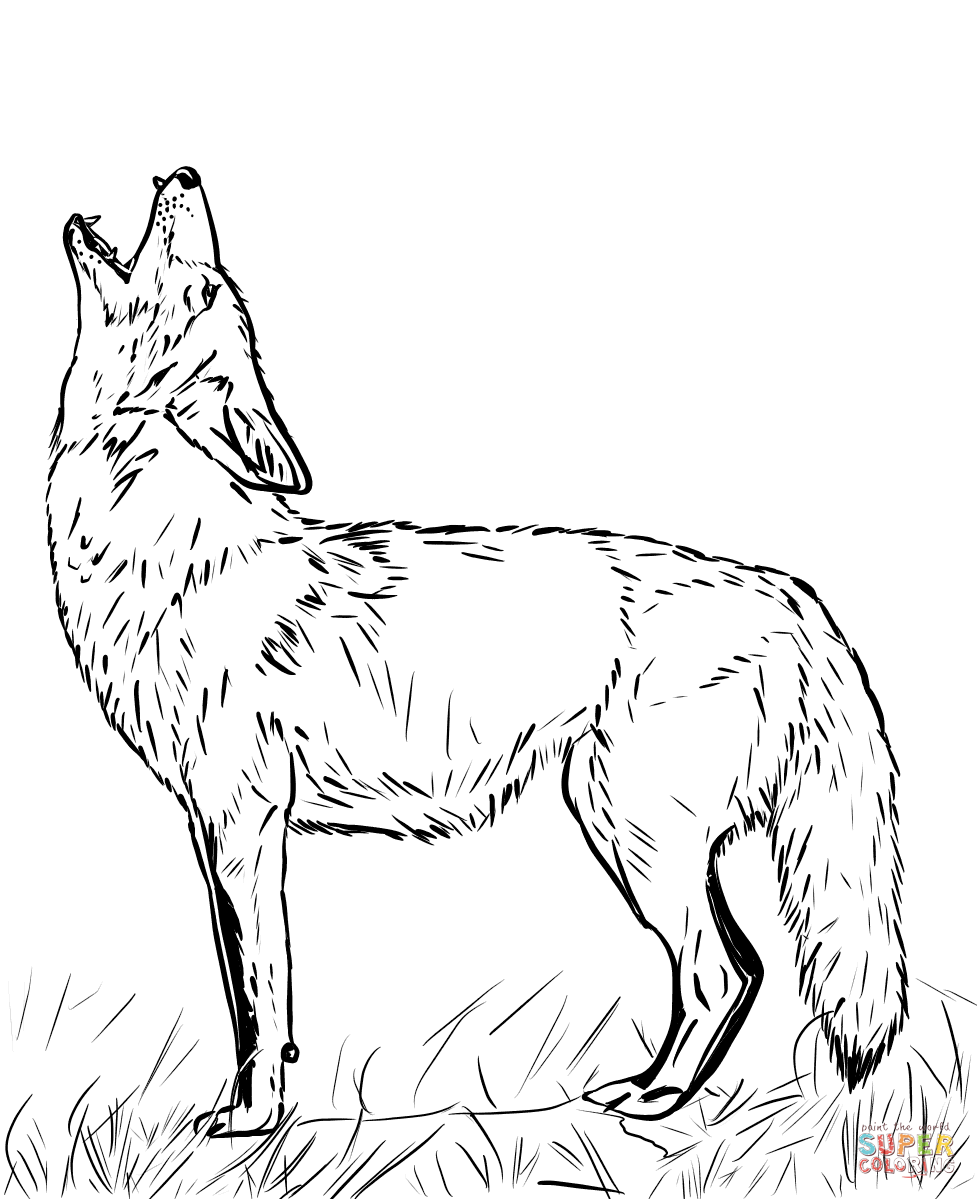 Howling coyote coloring page free printable coloring pages