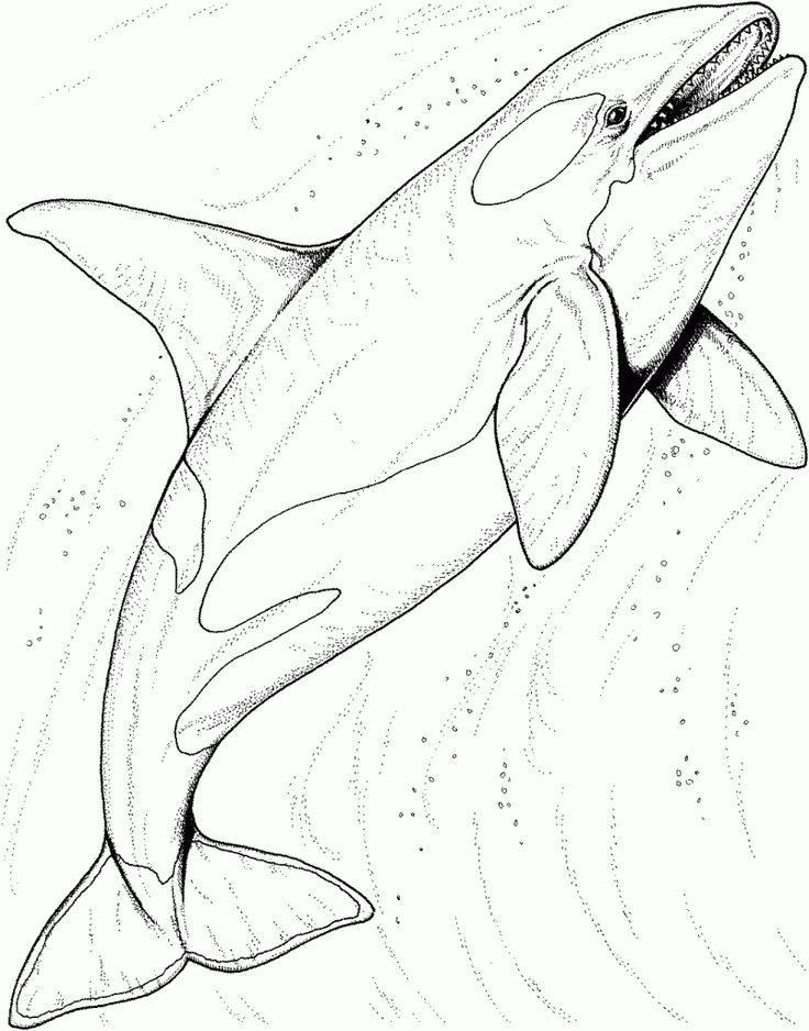 Free printable shark coloring pages for kids shark coloring pages ocean coloring pages whale coloring pages