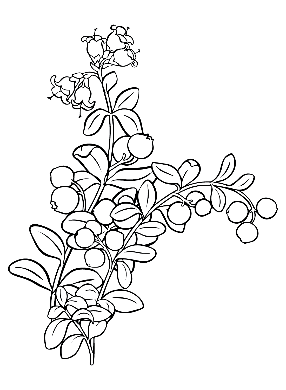 Cranberry coloring pages printable for free download