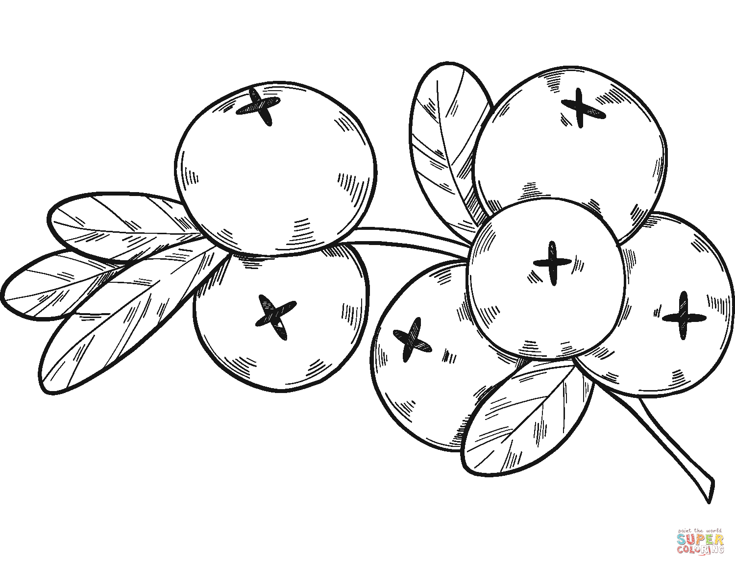Cranberries coloring page free printable coloring pages