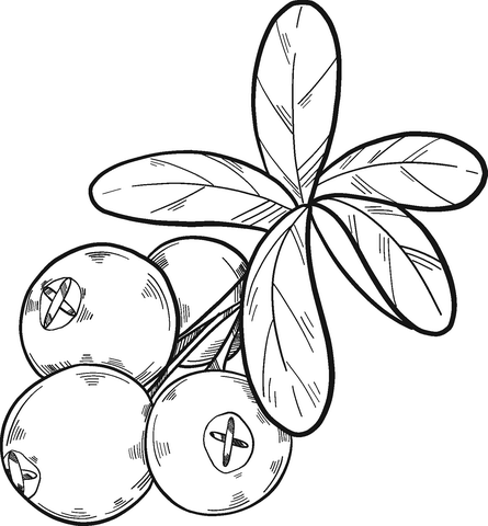 Cranberries coloring page free printable coloring pages