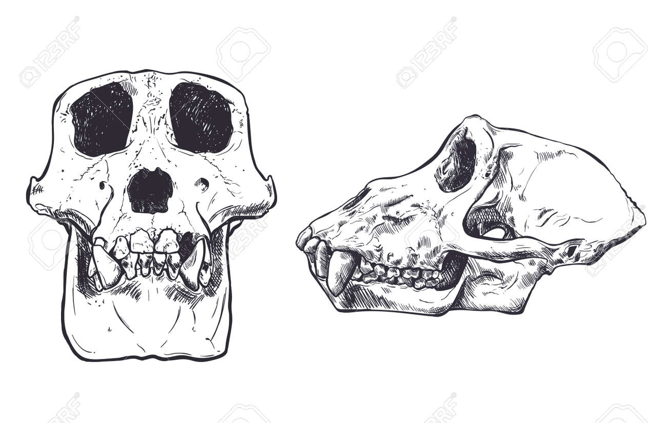 Illustration of a monkey skull royalty free svg cliparts vectors and stock illustration image