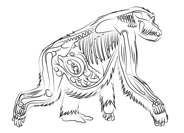 Premium vector a drawing of a monkey with internal organs labeled
