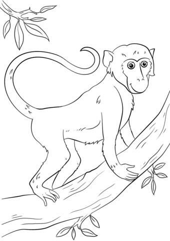 Coloring pages cartoon monkey coloring page