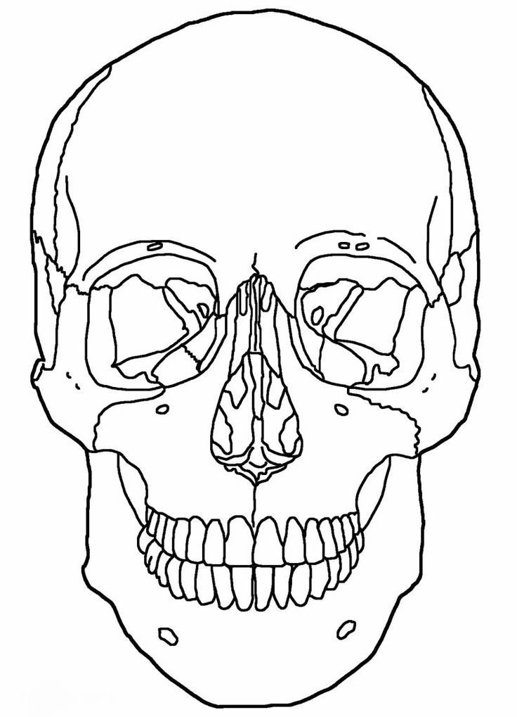 Halloween coloring page printabl to keep kids and adults busy skull coloring pag anatomy coloring book skull anatomy