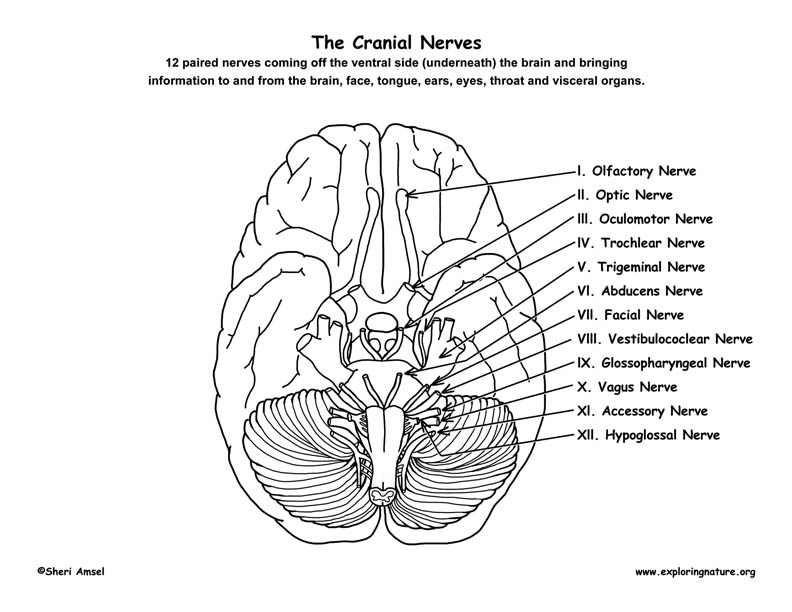 Cranial nerves coloring page