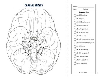 Nervous endocrine system coloring by the science connection tpt
