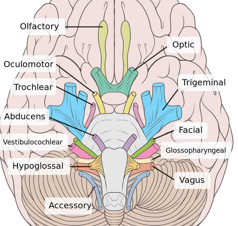 How to learn the cranial nerves
