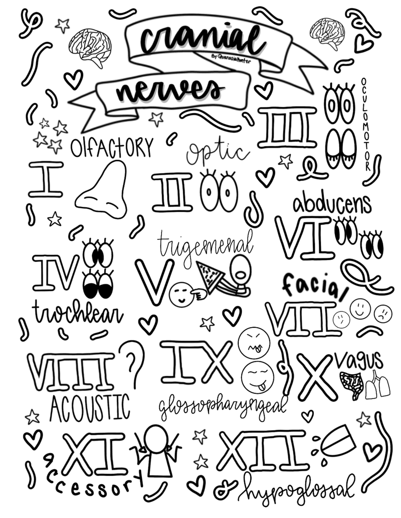 Cranial nerve coloring page study notes speech