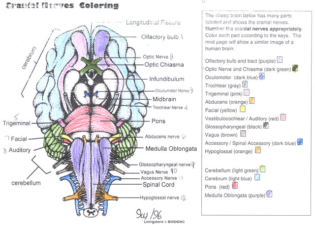 Cranial nerves coloring answer key