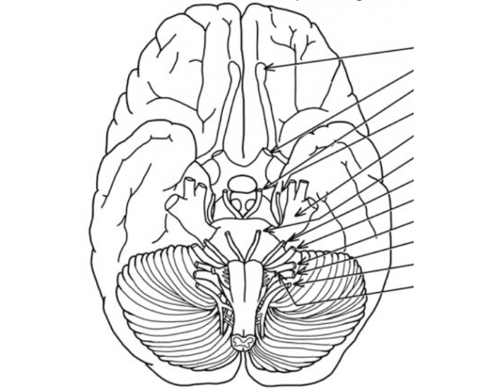 Cranial nerves quiz