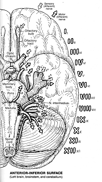 Brainstemfacial nerves