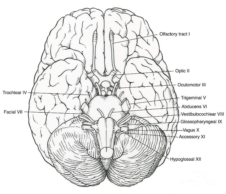 Illustration of cranial nerves photograph by science source