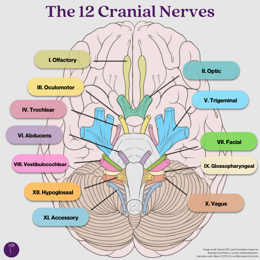 Cranial