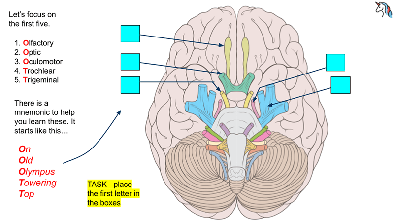 Student activity â learn the cranial nerves