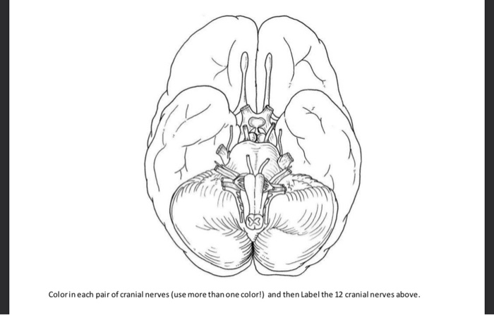 Solved colorin each pair of cranial nerves use more than