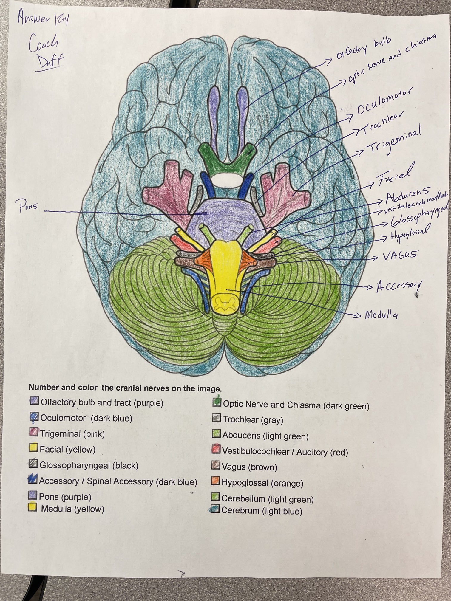 Coach duff on x cranial nerves coloring httpstcoadymgykpn x