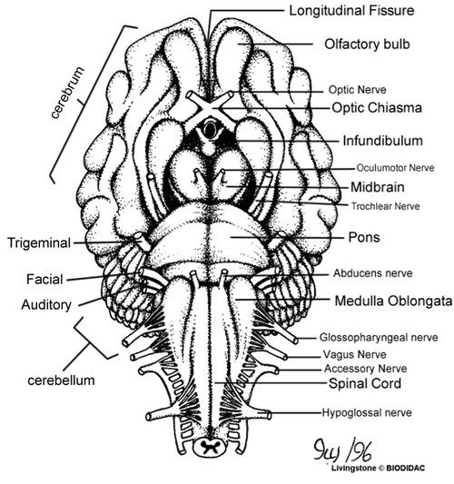 Cranial nerves coloring anatomãa mãdica fisiologãa anatomãa