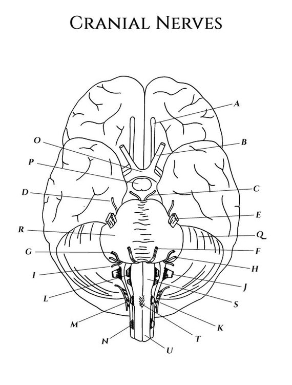 Ocular anatomy coloring pages instant download instant download