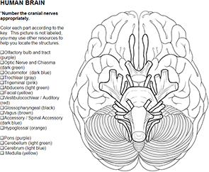 How to learn the cranial nerves