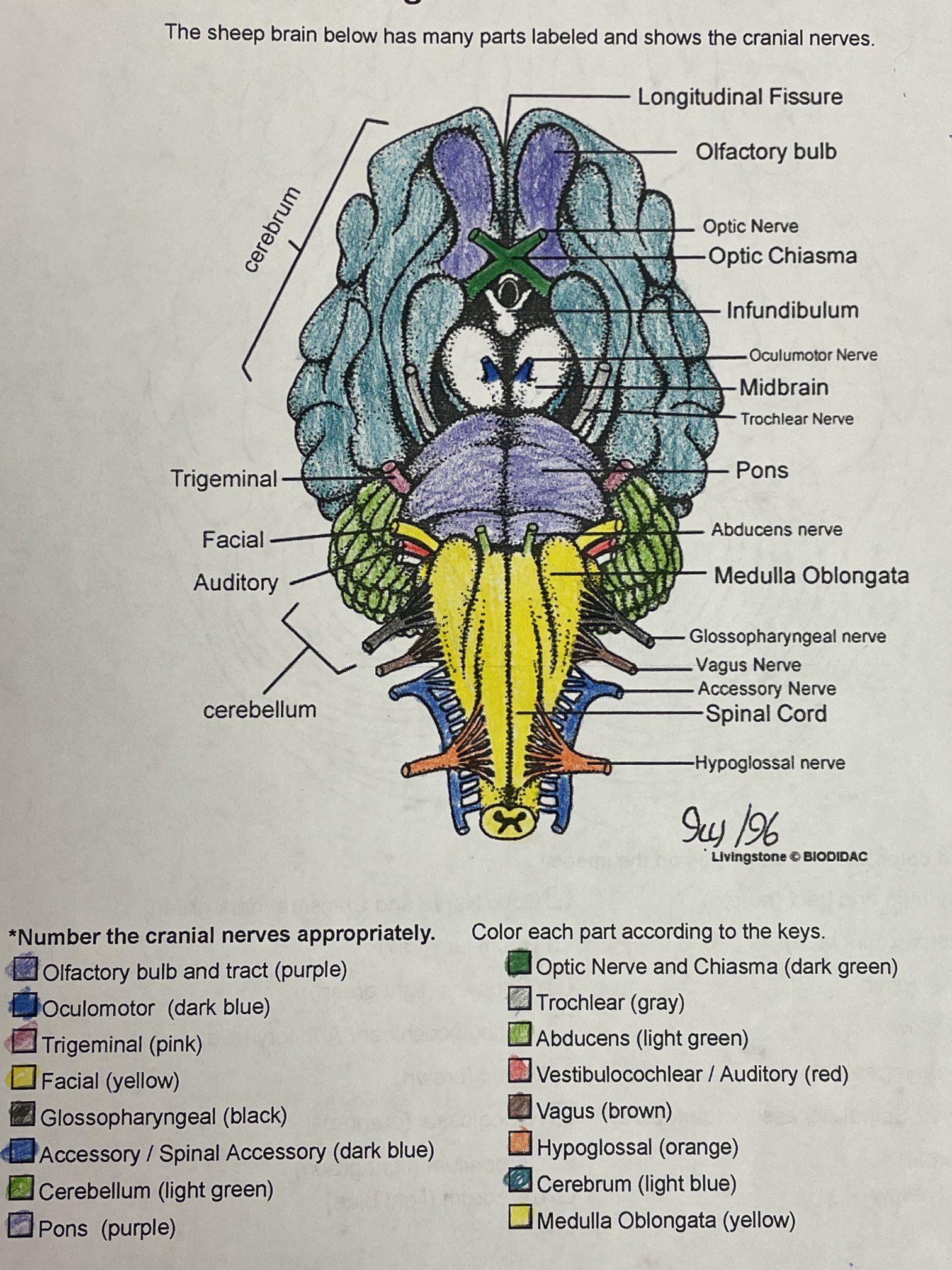 Coach duff on x cranial nerves coloring httpstcoadymgykpn x