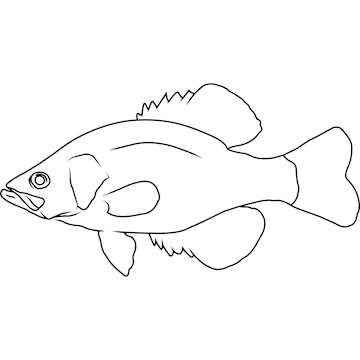 Premium vector white crappie hand sketched hand drawn vector clipart