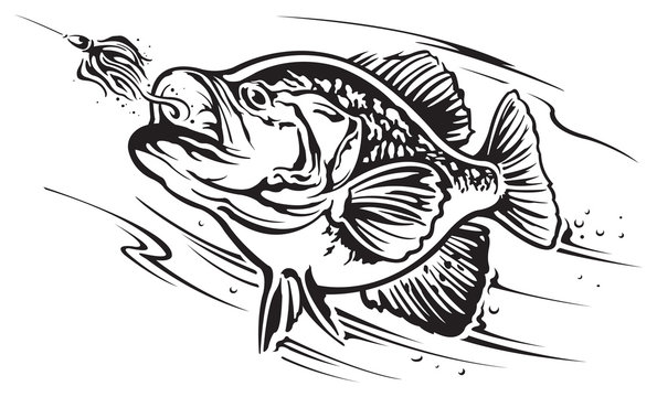 Crappie images â browse photos vectors and video
