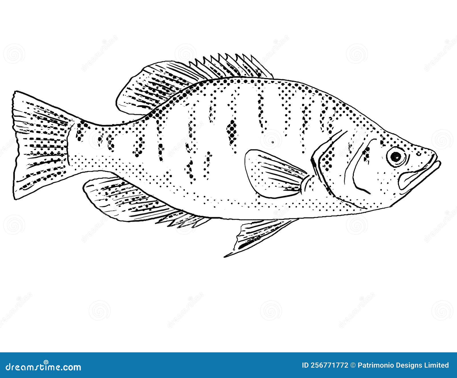 Crappie fish cartoon stock illustrations â crappie fish cartoon stock illustrations vectors clipart